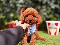 Safkan toy poodle yavrular