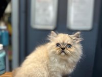 Sevecen scottish fold kediler