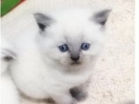 Safkan mavigöz blue point british shorthair