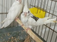 Uyguna evde baktığım kuşlarımın yavruları