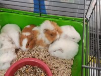 Albino ginepig