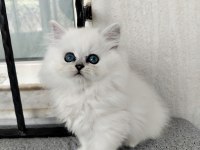Pamuk Prenses British Longhair Kedimiz