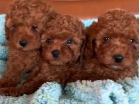 Toy Poodle Yavrular Irk Sağlık Garantili