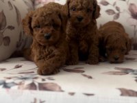 Orjinal toy poodle bebekler safkan anne altından