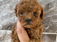 Orjinal minyatür toy poodle yavrular 