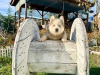 SHOW KALİTE HUSKY ARAYANLARA ÖZEL