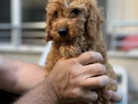 Sağlık ırk garantili toy poodle
