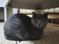 5 yaşında dişi british shorthair