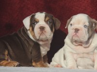 ÇİKOLATA İNGİLİZ BULLDOG YAVRULAR