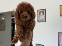 Toy poodle yavrularımzı görüp ala bilirsiniz