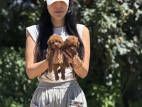 Aşılı Çiş Eğitimli Toy Poodle Bebekler