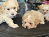 Yasal Ruhsatlı Çiftlikden Maltipoo Yavrular