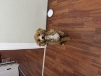 Güzel maltipoo kızımız izmir
