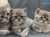Uyguna British Shorthair Vereceğim