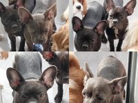 Yavurlarımız yeni yuva arıyor french bulldog