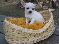Chihuahua Dişi Yavru Elma Kafa Küt Burun