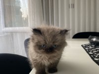 Duygularınızı değiştirecek yeni chinchilla bebişlerim