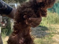 Erkek yetişkin poodle
