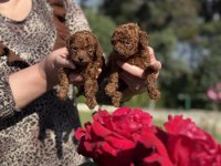Sevimli toy poodle yavrularımız
