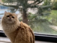 1,5 Yaşında Full Şecereli British Longhair