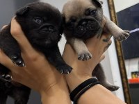 Dişi erkek pug mops