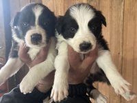 Border collie zeka küpü pofuduk köpekler