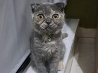 Sevimli scottish fold yavrumuz sahiplenmeyi bekliyor