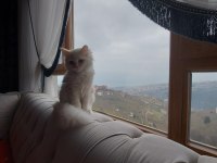 7 aylık erkek british longhair
