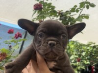 Trde Tek Chocolate (Çikolata) Renk French Bulldog