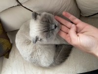Krem Rengi Scottish Fold