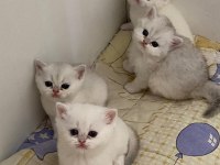British pamuk şeker kediler