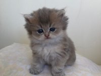 British longhair şecereli bebekler