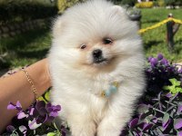 Ayı Surat Garantili Teacup Pomeranian Boo Bebeklerimiz