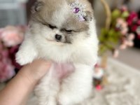 EFSANE TEACUP SIFIR BURUN DİŞİ POMERANİAN BOO