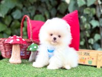 Orjinal Pomeranian Boo