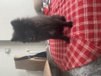4 aylık spitz köpeğimiz