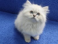 İstanbul İçi 7/24 Adrese Teslim Longhair British Ponçik