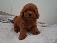 Ruhsatlı Köpek Çiftliğinden Toy Poodle Yavrularımız
