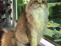 ZÜMRÜT GÖZLÜ DÜNYA GÜZELİ BİR BRITISH LONGHAIR
