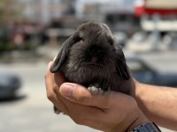 CÜCE LOP HOLLAND BEBEKLER HAZIR