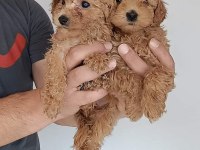 Maltipoo yavrularımız her bütçeye uygun