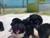 MUHTEŞEM KALİTE AMERİKAN AKİTA PANDA YAVRULAR