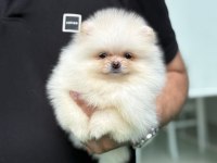 Teddy Pomeranian Prenses