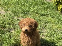 4 Aylık Yavrumuz Poodle