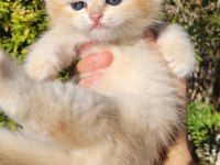Üst kalite Erkek British Shorthair Yavrular