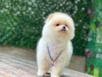 Orijinal Pomeranian Boo Yavrumuz