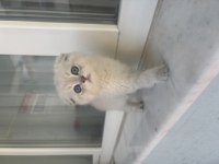 British Shorthair Silver Point Yavrular