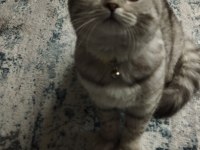 GÖZ BEBEĞİ SCOTTİSH FOLD KEDİMİZ