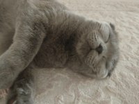 9 aylık scottish fold