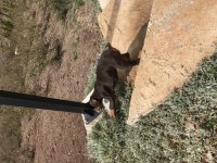 Yavru erkek kızıl doberman